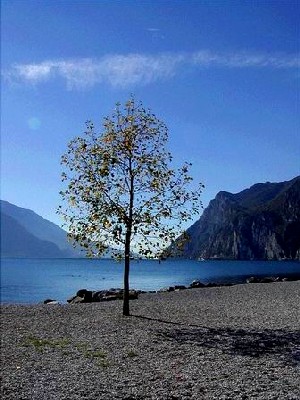 baum.jpg