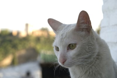 granada_02.jpg