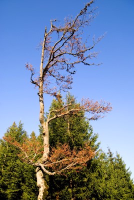 hirschberg_32.jpg
