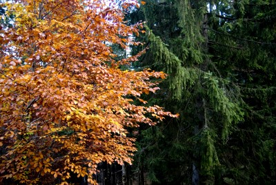 hirschberg_40.jpg