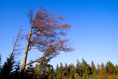 hirschberg_41.jpg