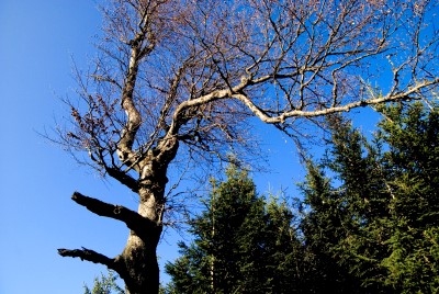 hirschberg_42.jpg