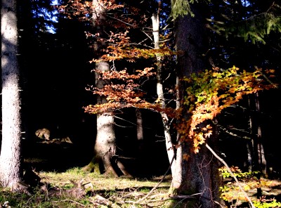 hirschberg_44.jpg