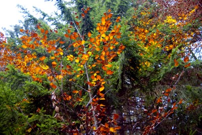hirschberg_47.jpg