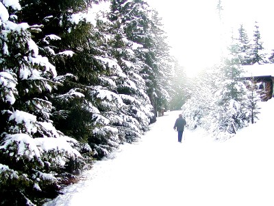 faschingalm_weg_1.jpg