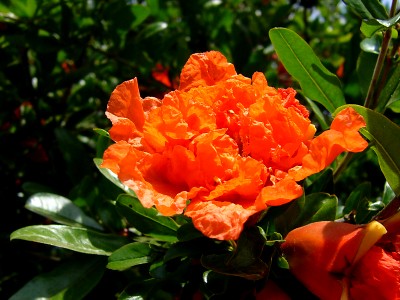 05_palatino_fiore.jpg