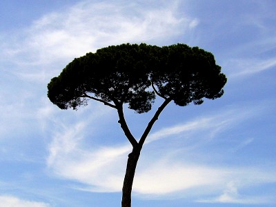 06_palatino_arbore.jpg
