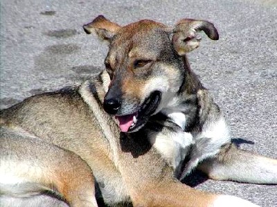 erice_hund.jpg